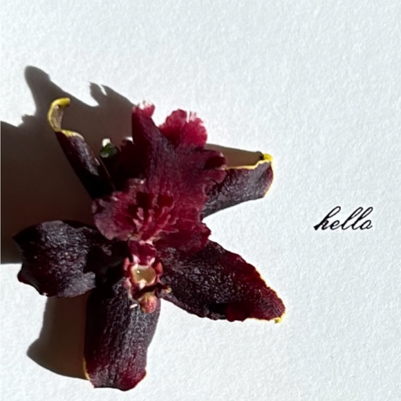 ‘Polygala pacifolia’ (Fringed Polygala) Antique Color Lithograph Print - Picture 5 of 5